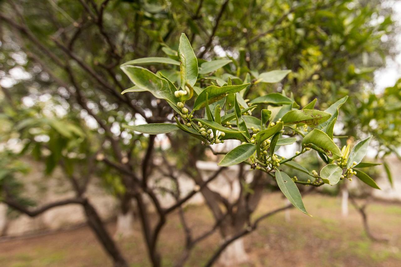Two Olive Trees Guest House Spetses Town Exterior photo
